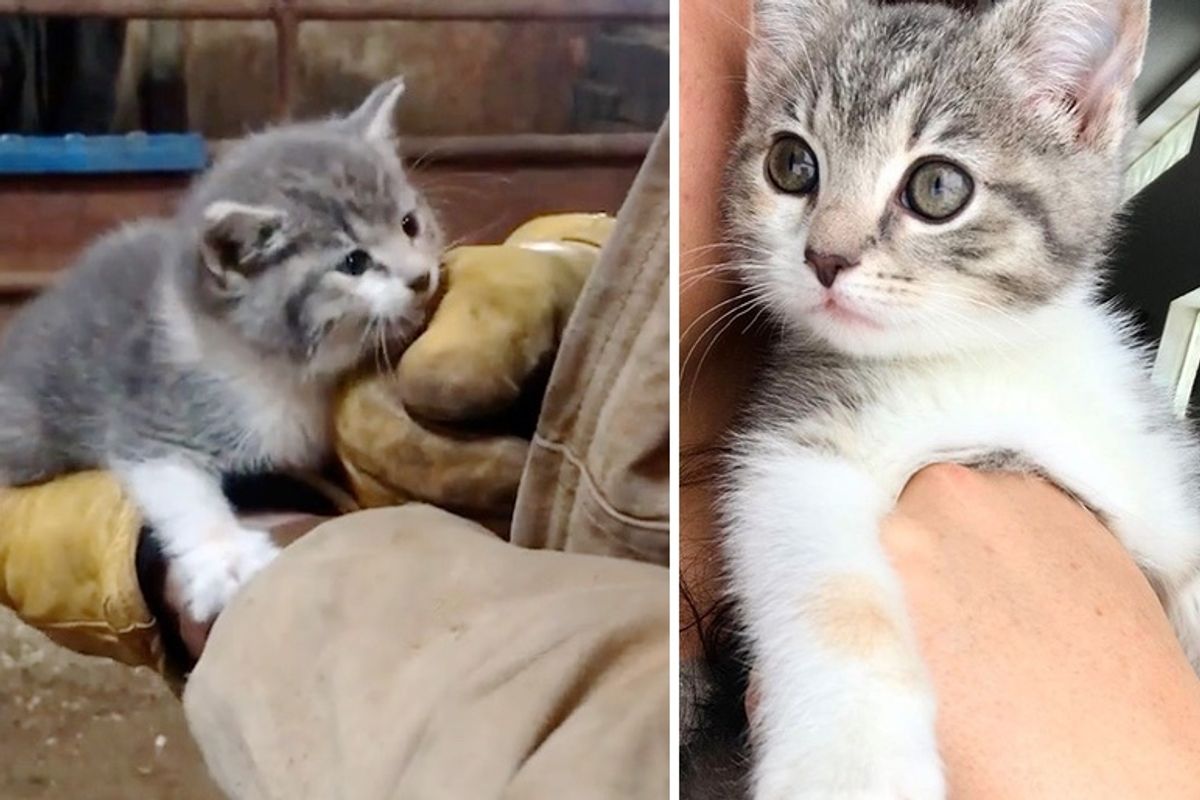 Stray Kitten Hopped into Hearts of Family and Blossomed into Gorgeous Cat