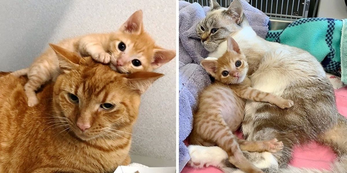 Wobbly Kitten Insists on Giving Other Cats Hugs After He was Rescued ...