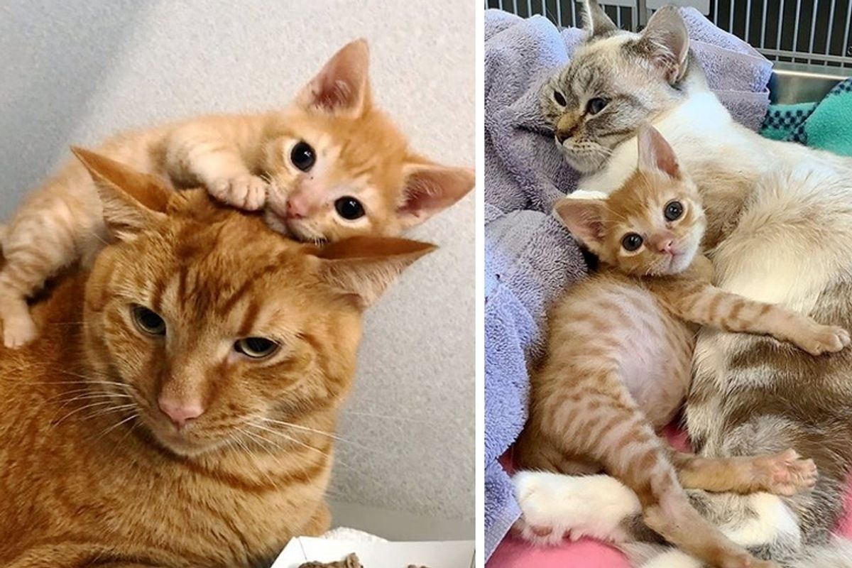 Wobbly Kitten Insists On Giving Other Cats Hugs After He Was Rescued Love Meow Wobbly Kitten Insists On Giving Other Cats Hugs After He Was Rescued Love Meow