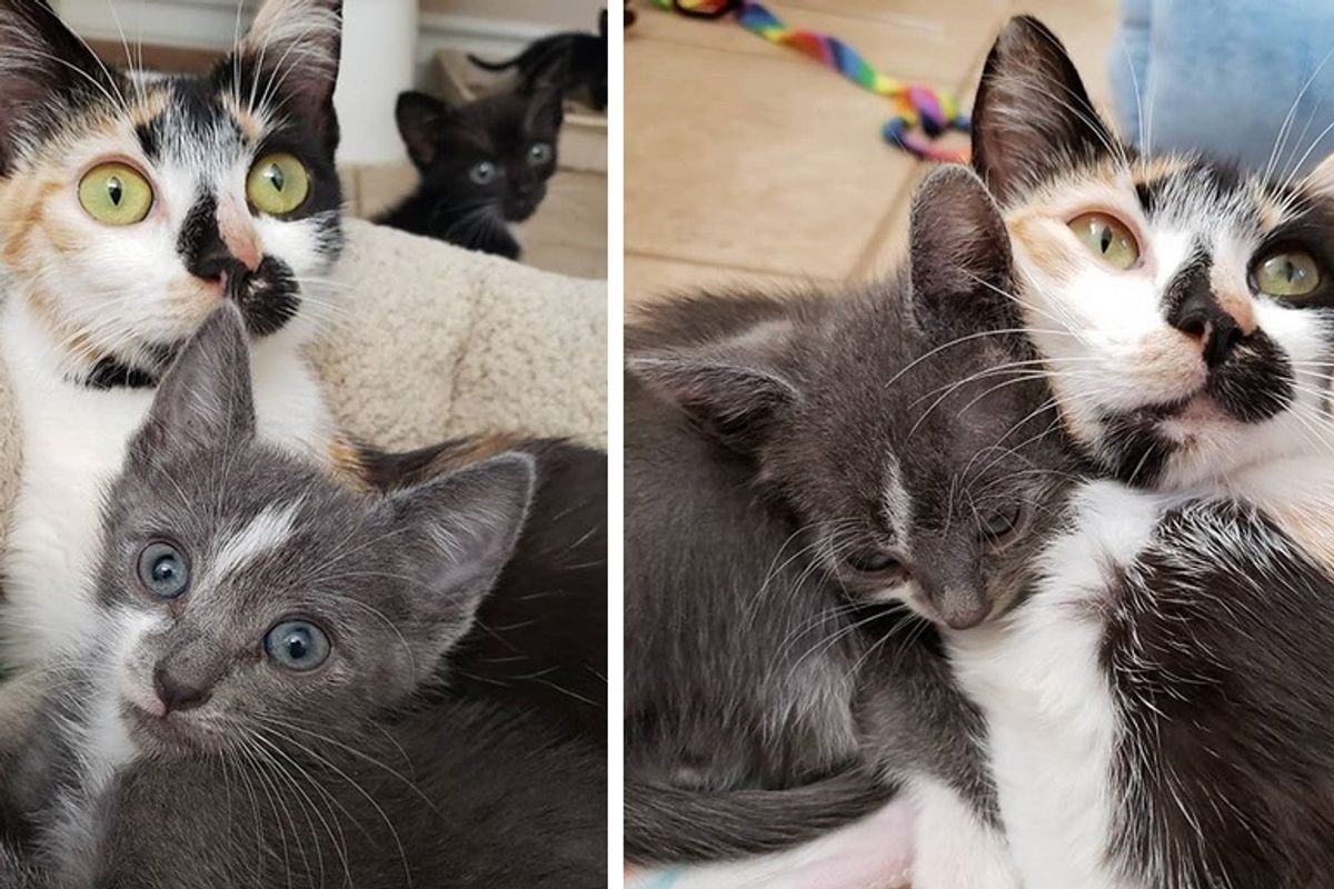 Cat and Her Overly Attached Kitten Hope for Home Together After Life on the Streets