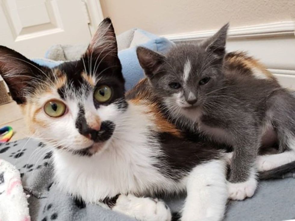 Cat and Her Overly Attached Kitten Hope for Home Together After Life on ...