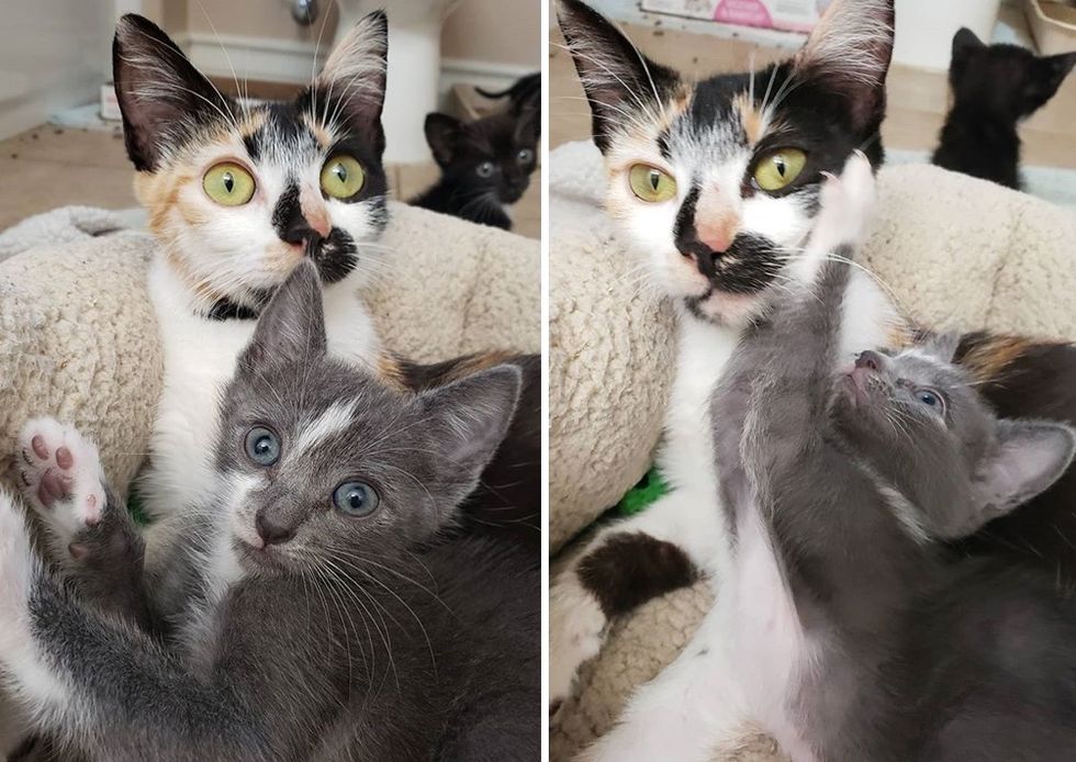Cat and Her Overly Attached Kitten Hope for Home Together After Life on ...