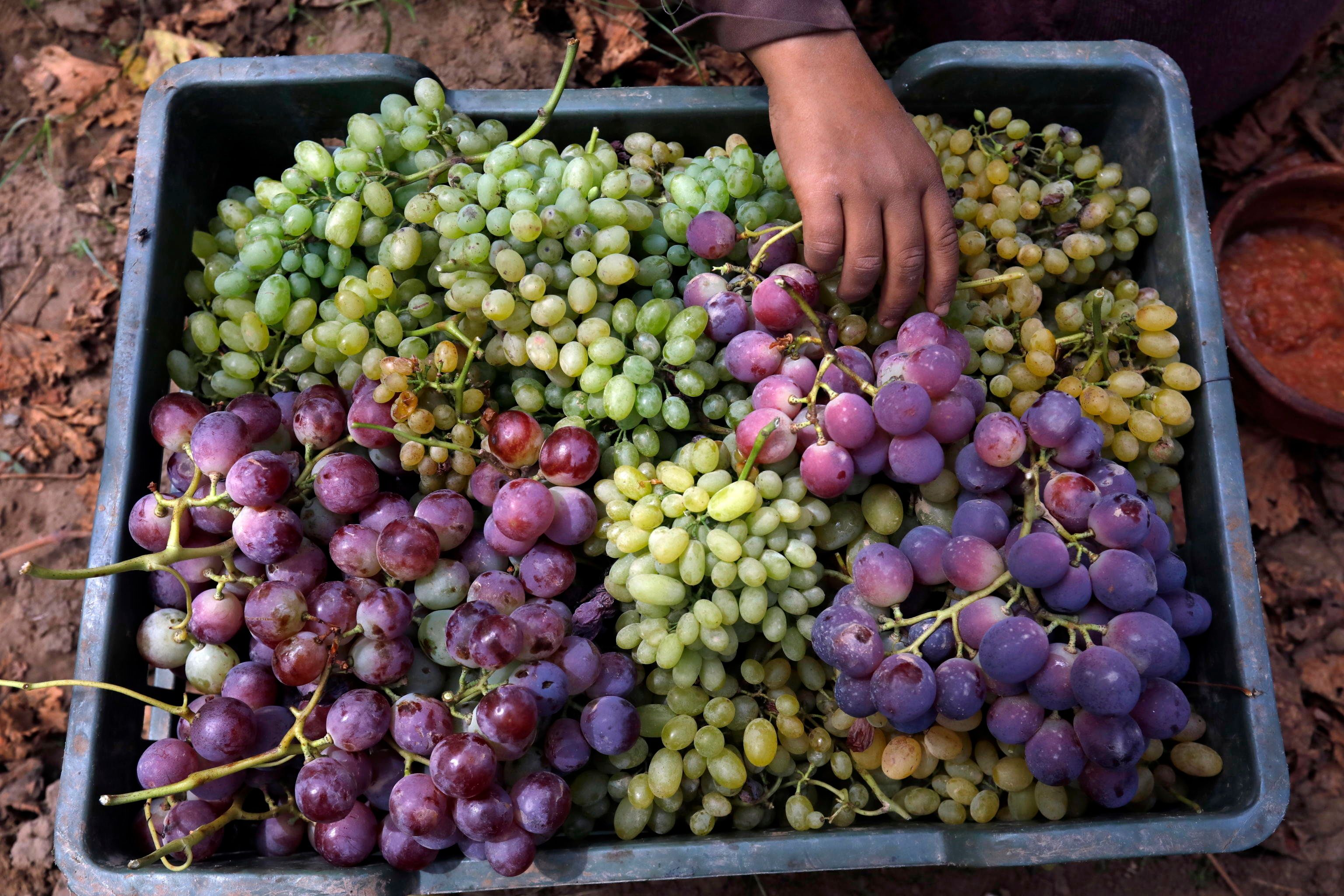 Uva dai mille usi. Tutte le virtù di un orgoglio italiano di cui non si butta via niente