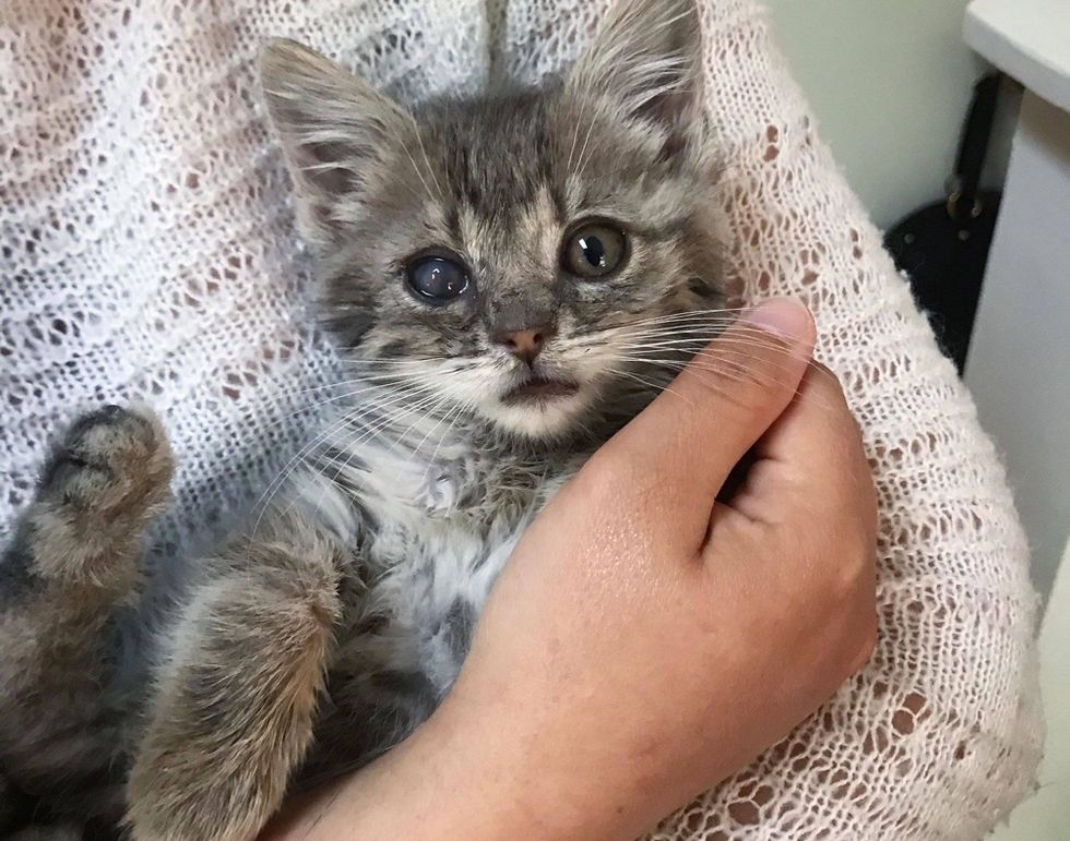 kitten, tabby, eye