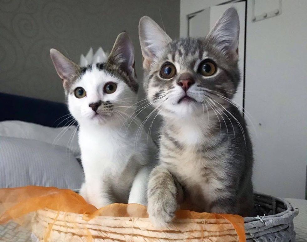 cute kittens, cat basket