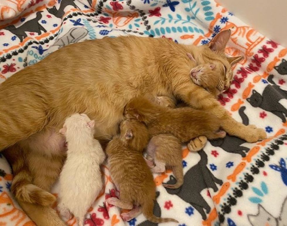 cat mom, kittens, babies