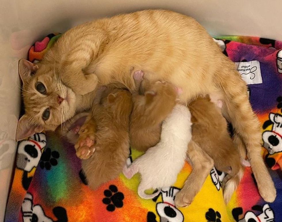 nursing cat mom, baby kittens