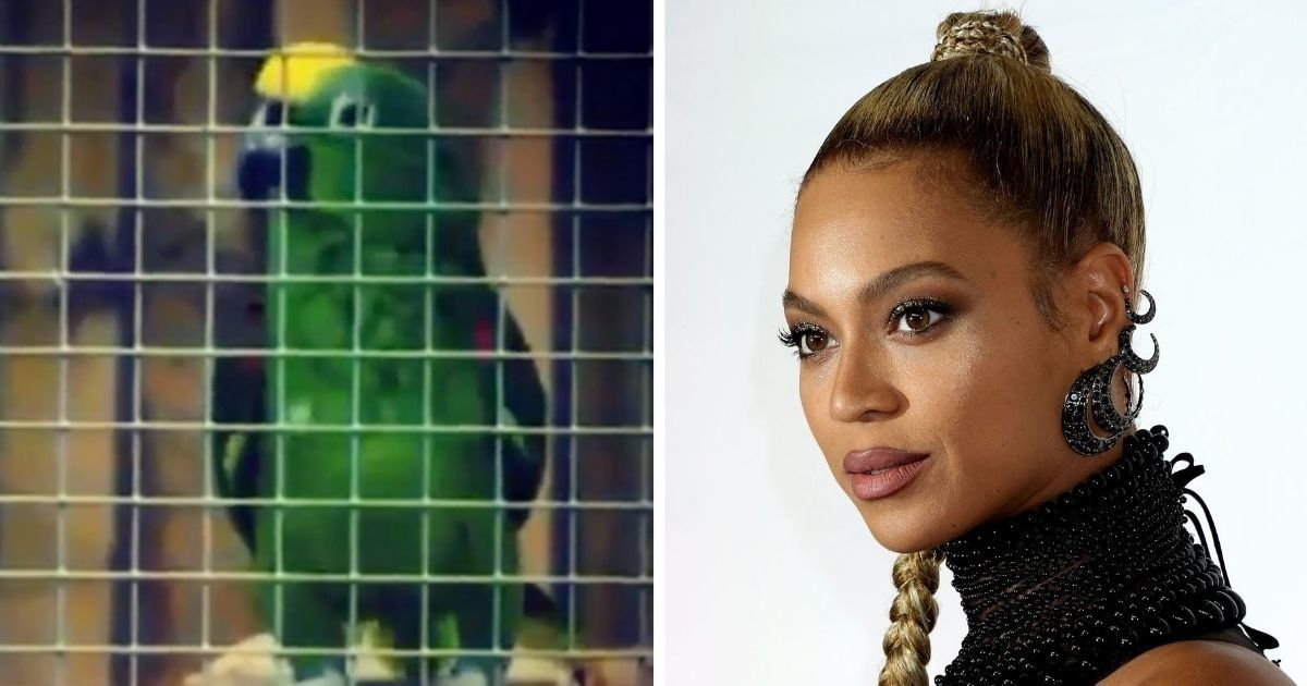 Musical Parrot Goes Viral After Belting Out Beyoncé's 'If I Were A Boy' Better Than Most Humans