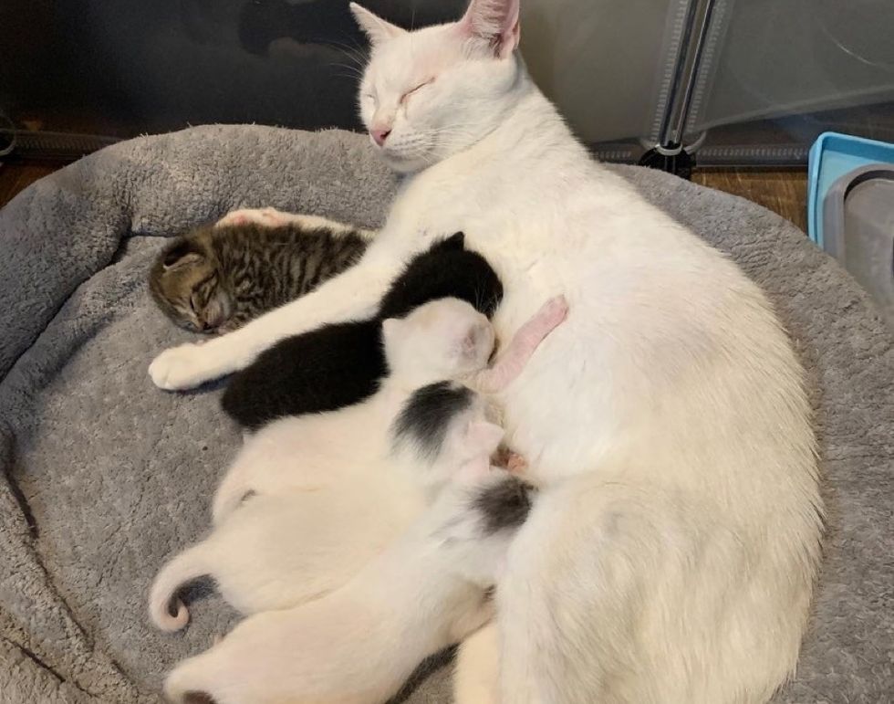 cat mom, kittens, nursing