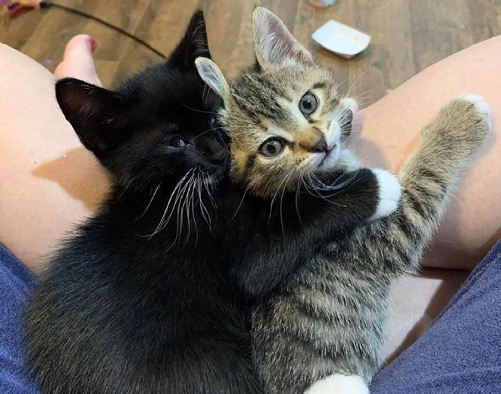 hug, best friends, cute kittens