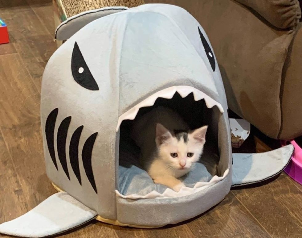 concerned kitten, shark bed, cute cat