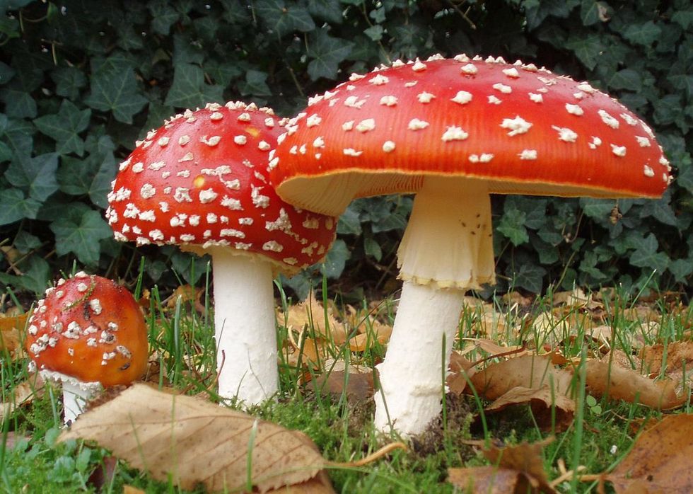 Mushrooms Growing In The Wild