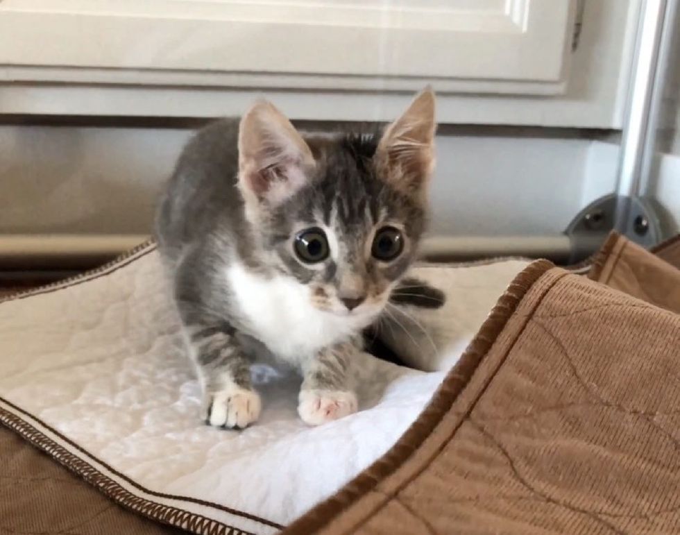 Pint-sized Kitten with Big Eyes Insists on Living Full Life After She ...