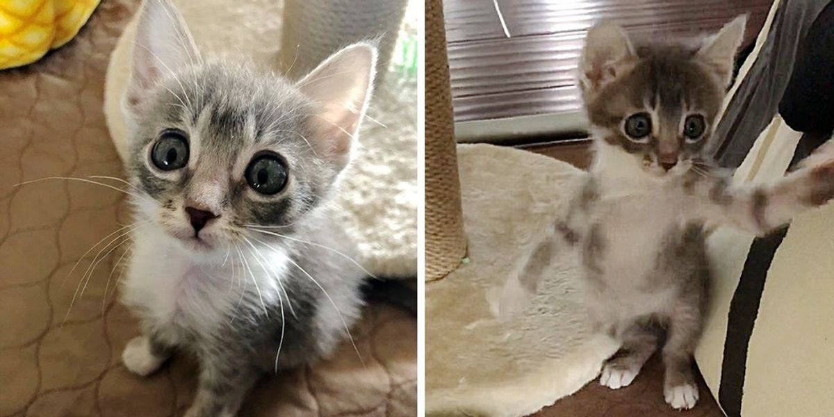 Pint-sized Kitten with Big Eyes Insists on Living Full Life After ...
