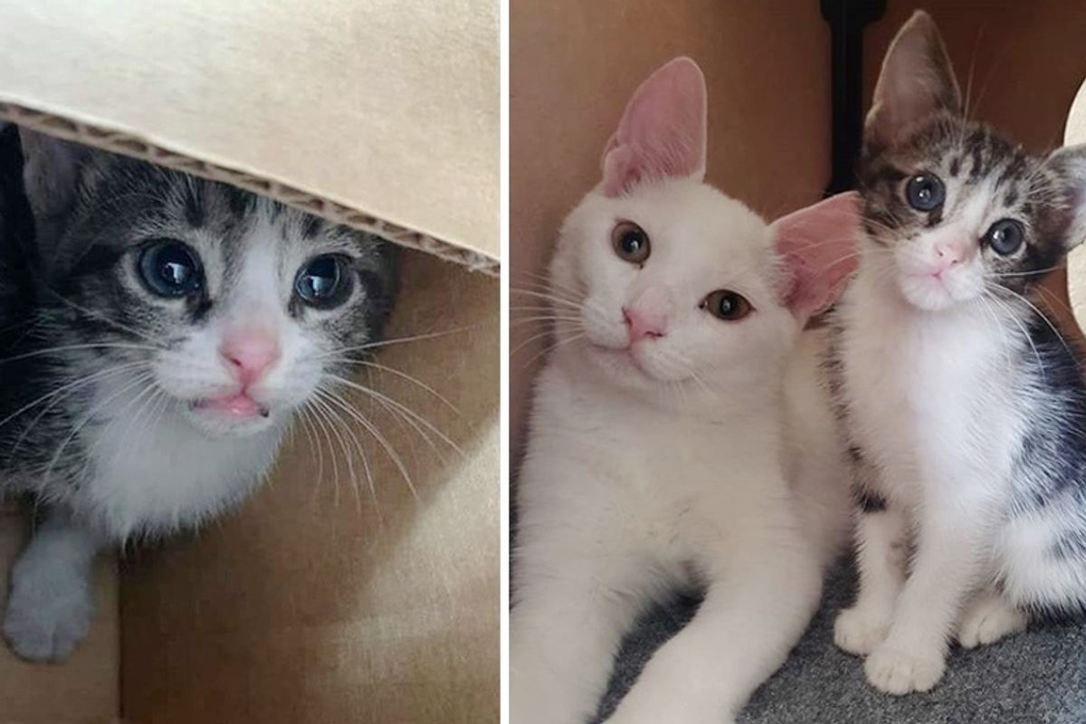 3 Cats Take Stray Kitten Under Their Wing After She Was Found on Busy Road