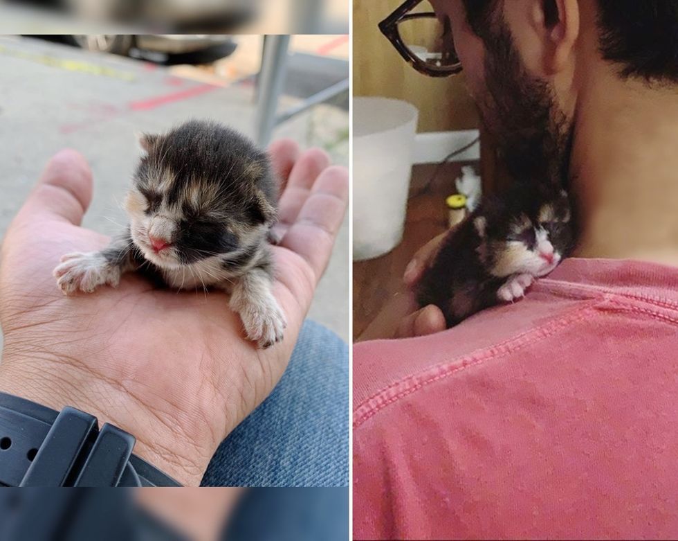 Calico Kitten on a man's palm and shoulder