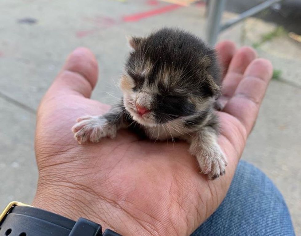 calico kitten, palm-sized kitten, baby kitten