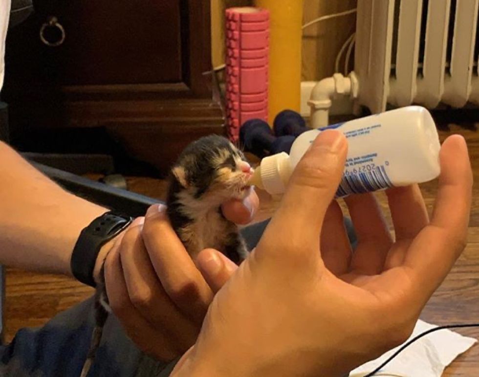  Rescued Calico Kitten sucking milk from a bottle