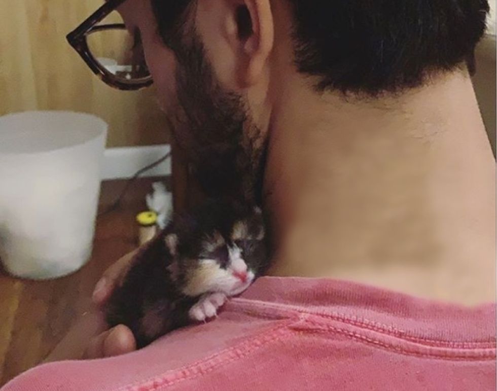 rescued calico, kitten, cuddle, real men love cats 