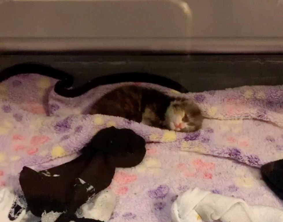 rescued Calico Kitten lying on a soft blanket