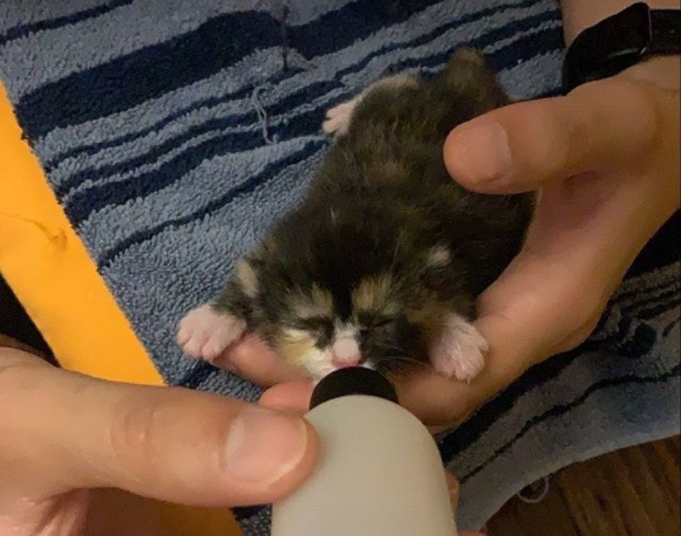 bottle feeding, kitten, calico