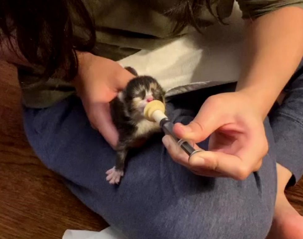  man nursing a rescued Calico Kitten 