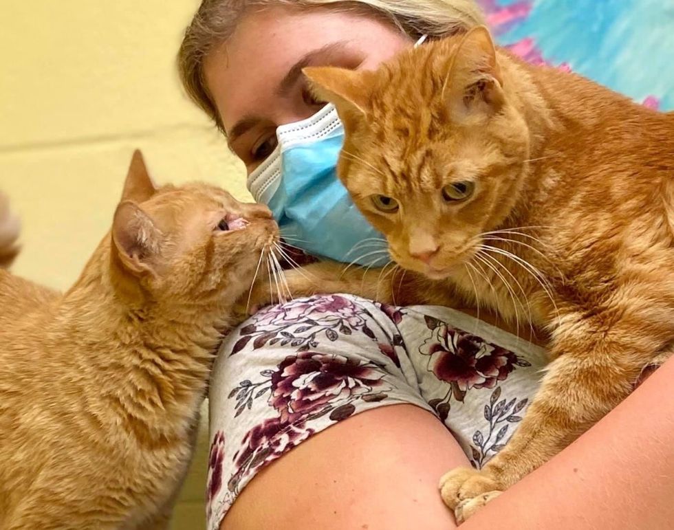 orange brothers, bonded cats, adopt