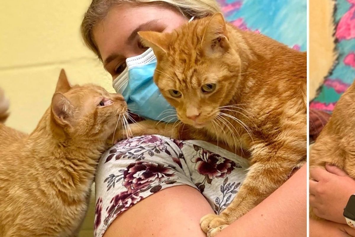 Woman Comes to Shelter for Cat and His Bonded Brother, Making Their Dream Come True