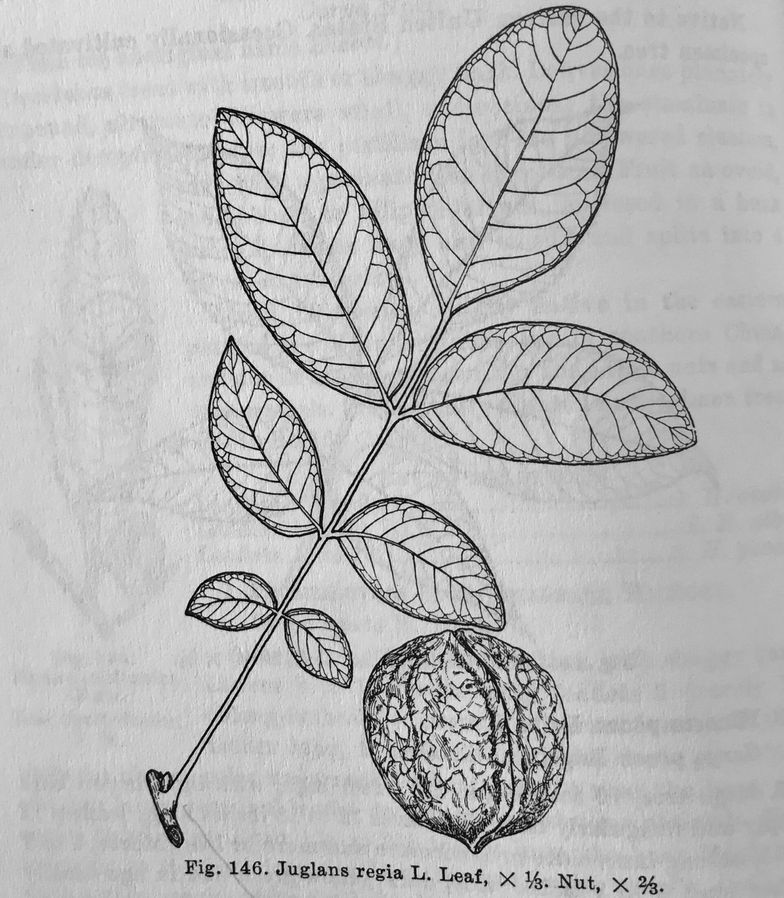 How To Draw A Leaf B C Guides How To Draw A Leaf B C Guides