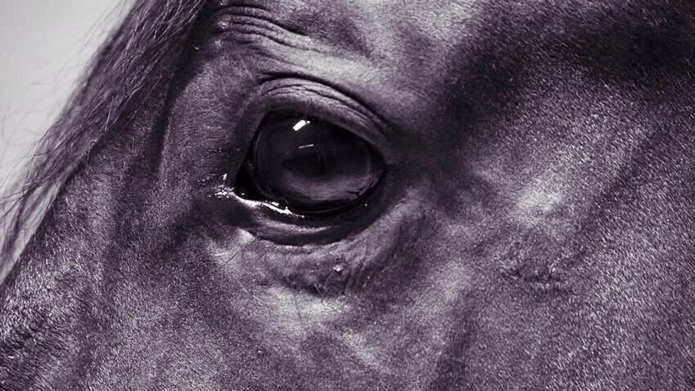 How to draw a horses eye B+C Guides