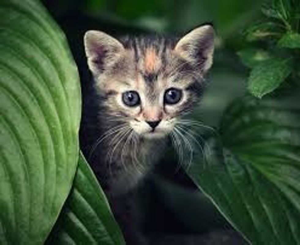 How to tame a cat B+C Guides