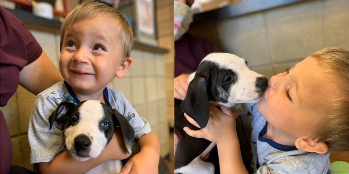 Toddler With Cleft Lip Adopts Puppy With Same Condition