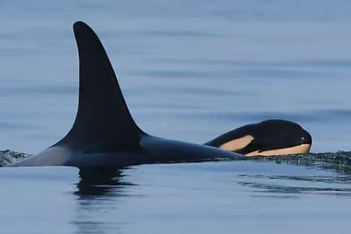 Remember the grieving orca who held her dead calf for 17 days? She just gave birth.