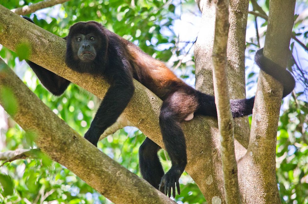 howler monkey Costa Rica
