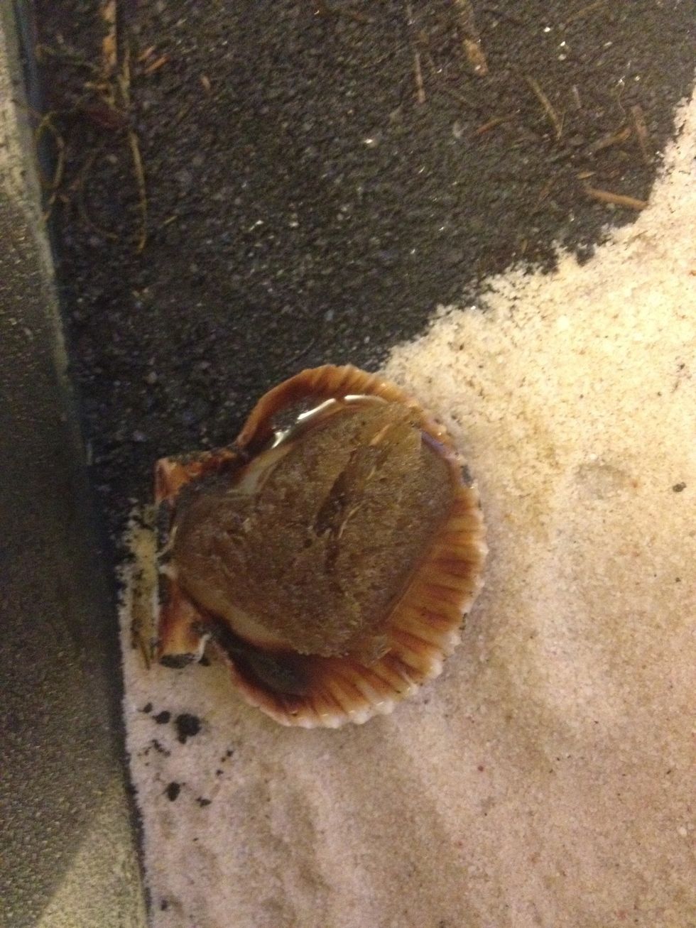 How to take care of hermit crabs B+C Guides