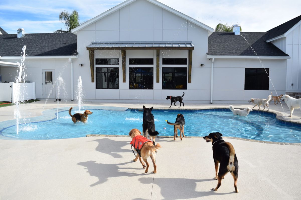 Does your pet need a getaway? Pet Paradise is coming to the Austin area