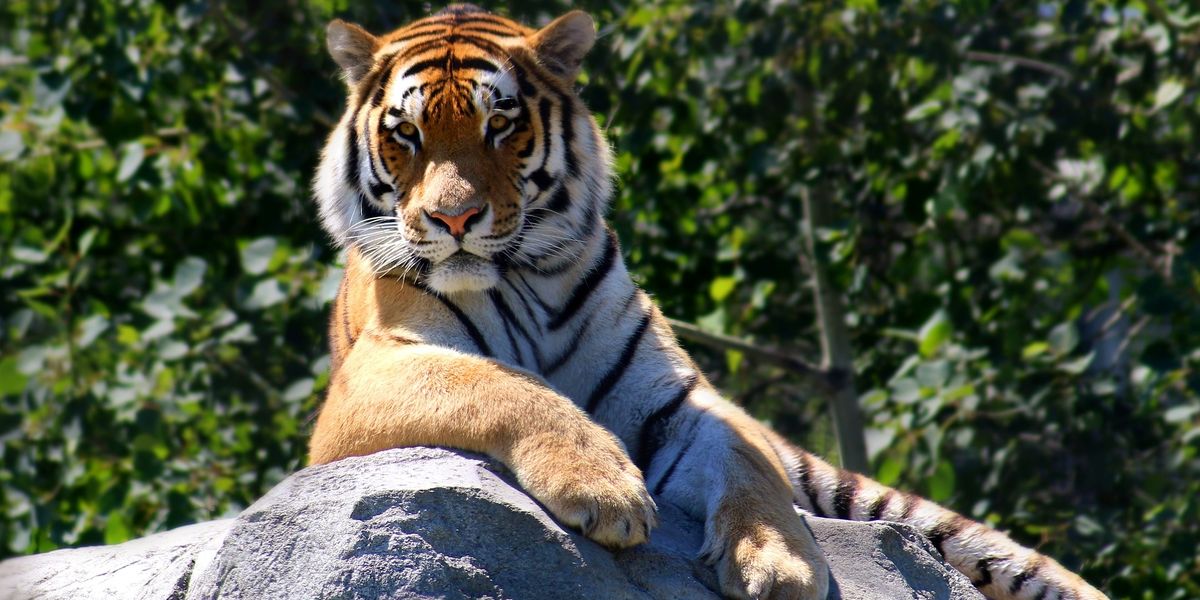 There's a tiger on the loose in Tennessee, and authorities have no idea ...