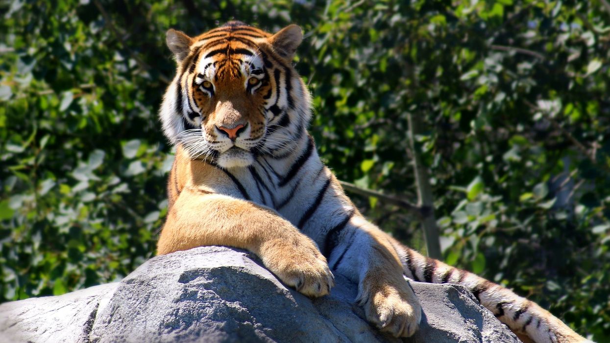 There's a tiger on the loose in Tennessee, and authorities have no idea where it came from