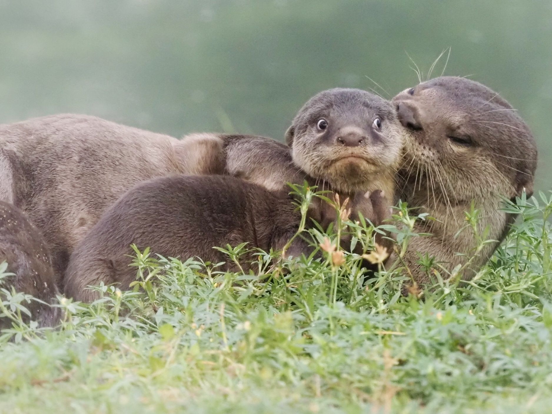 21 Of The Funniest Photos From The Comedy Wildlife Awards - Upworthy