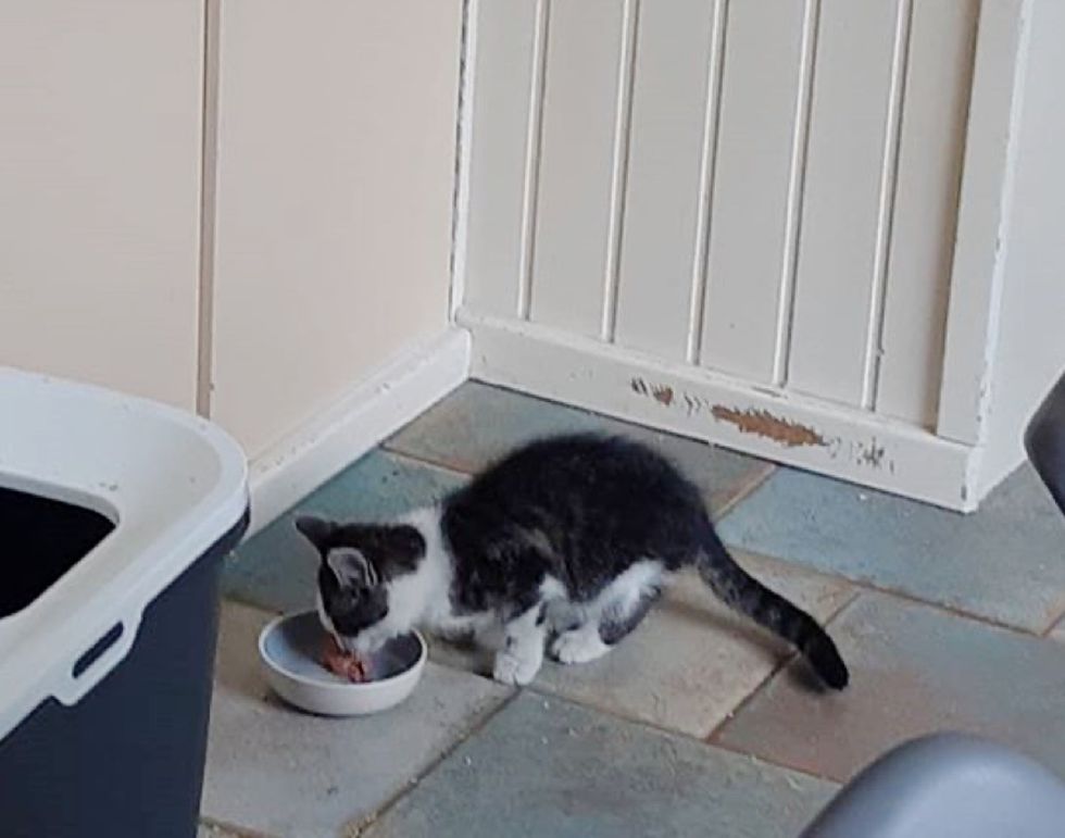 Cat Befriends Stray Kitten from Yard and Brings Him into His Home ...