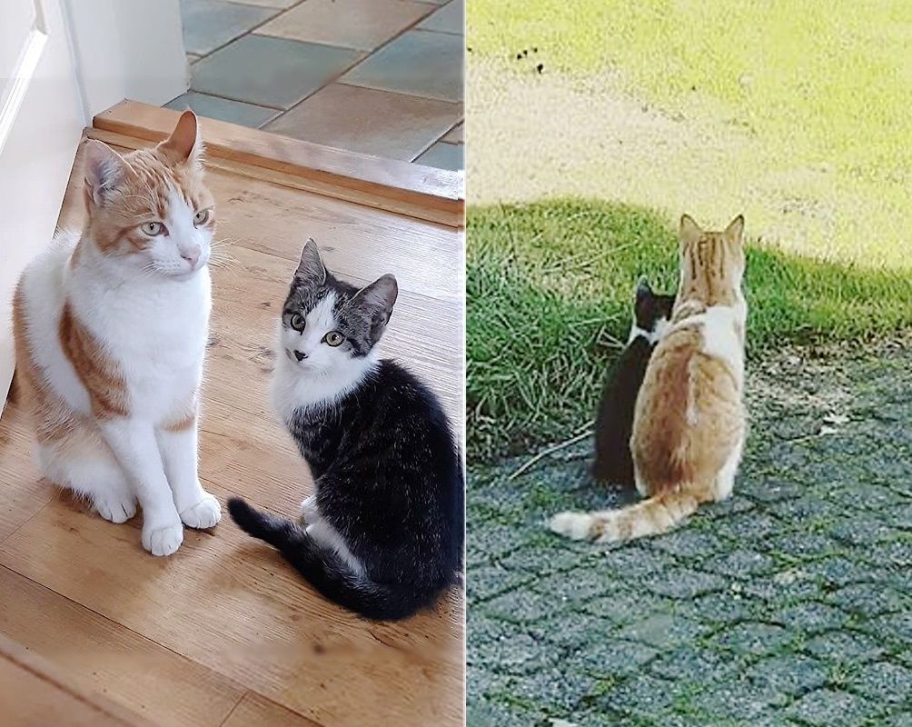 bringing home a stray kitten