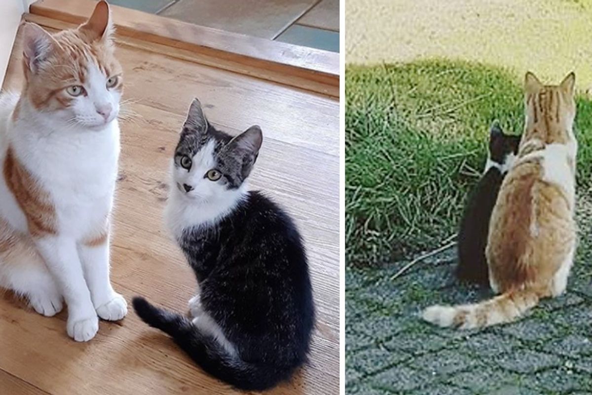 Cat Befriends Stray Kitten from Yard and Brings Him into His Home