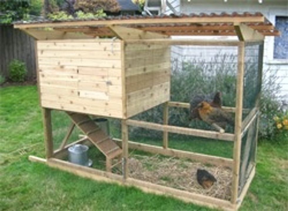 How to raise your own egg laying chickens! B+C Guides