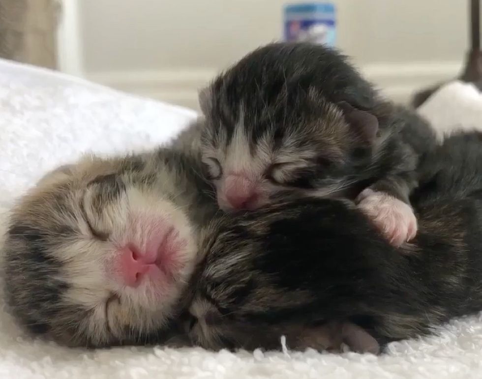 3 Bonded Kittens Have Their Dream Come True After Weeks of Waiting ...