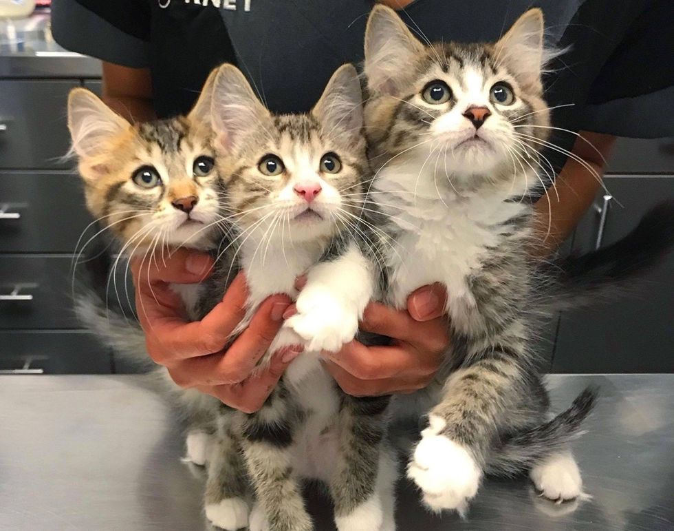 3 Bonded Kittens Have Their Dream Come True After Weeks of Waiting ...