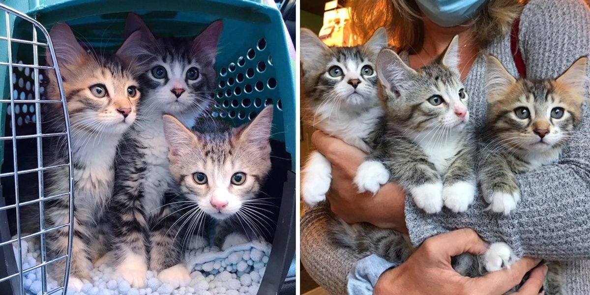 3 Bonded Kittens Have Their Dream Come True After Weeks of Waiting