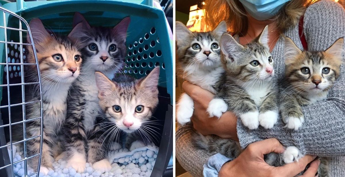 3 Bonded Kittens Have Their Dream Come True After Weeks of Waiting