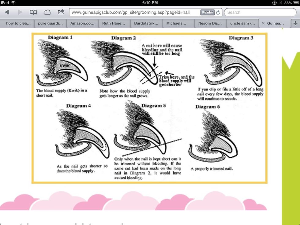 How to clip a guinea pig