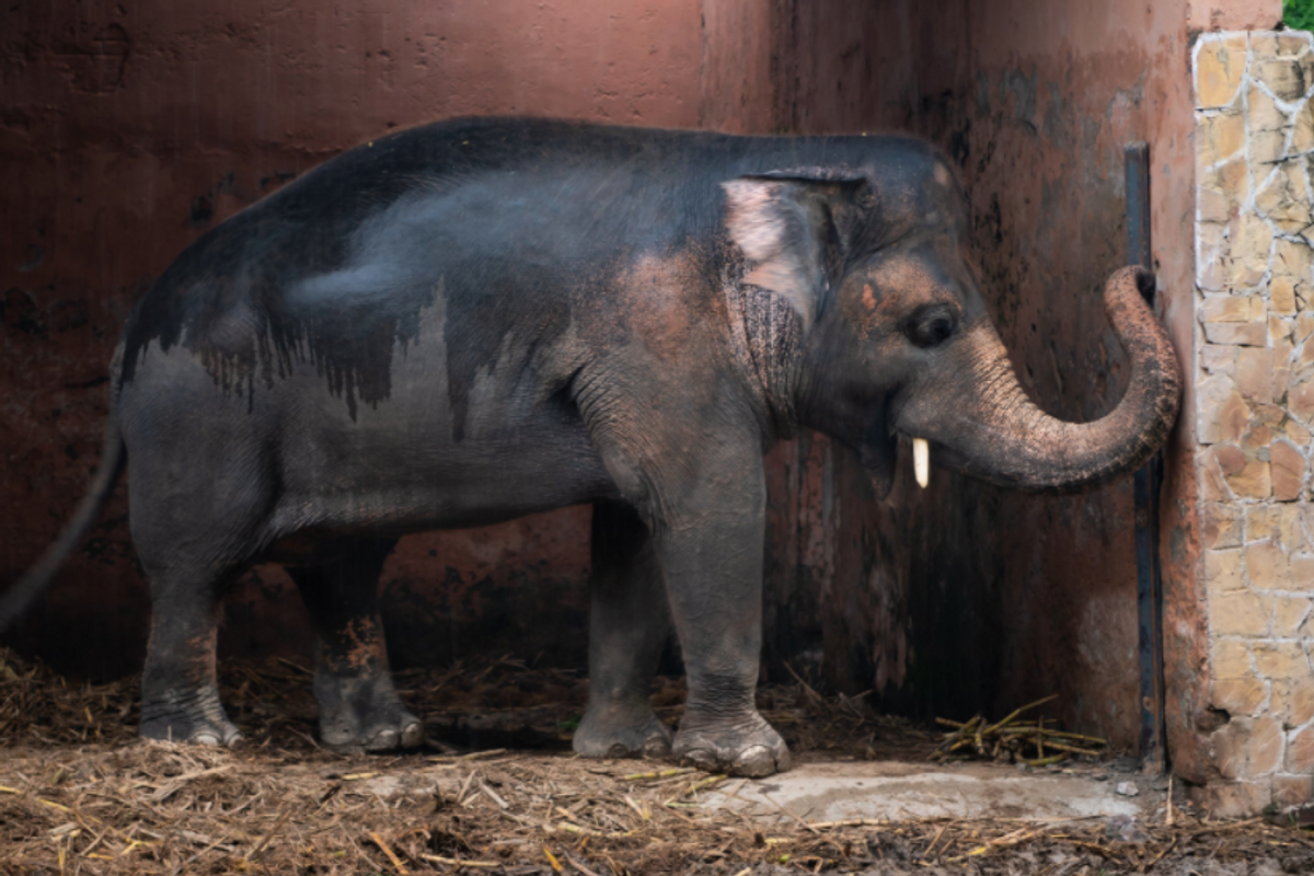Kaavan, the 'world's loneliest elephant,' is finally being released from captivity