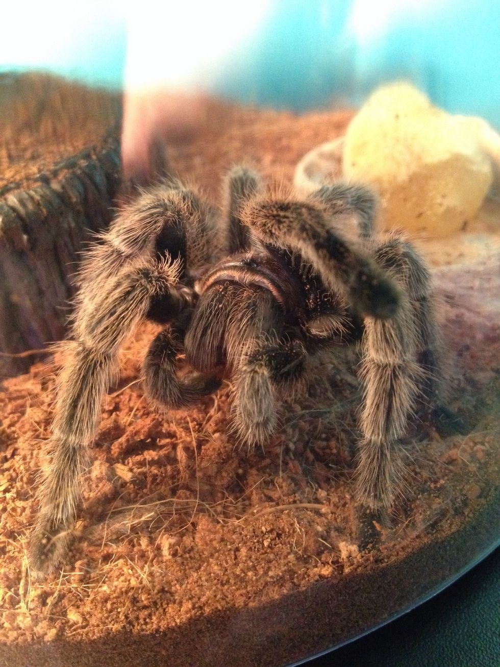 How to care for a rosehaired tarantula B+C Guides